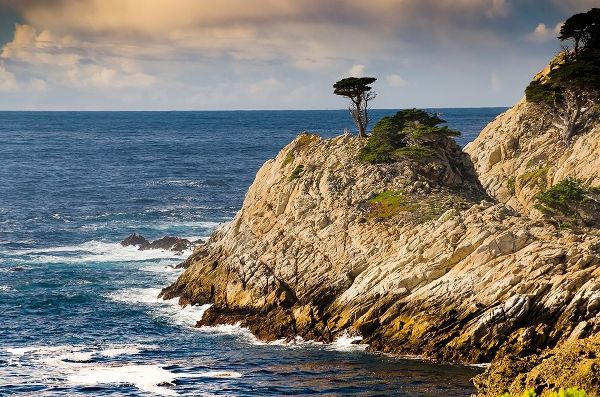 Cypress on Coastal Cliff-Point Lobos State Natural Reserve-California-USA